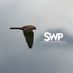 SW Photography (@surreywildlife) Twitter profile photo