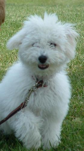 I am Callie, the family Dog, affectionately called screwball. Mom and Dad left me with the grandparents while they ventured to OSU. I need to stay connected.