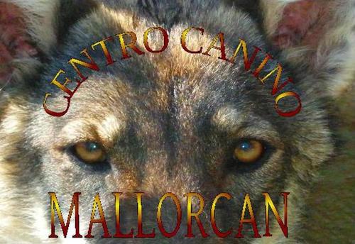 Escuela de Adiestramiento Canino y Psicologia canina, Guarderia de Perros, Criadero de Perros Lobo Iberico Saarloos Checoslovaco,  muy lobunos y familiares