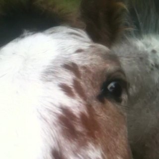 I didnt choose the equestrian life. It. Chose. Me.