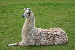 Daisy Hill Lama Farm. Lama Farming Scince 2005.