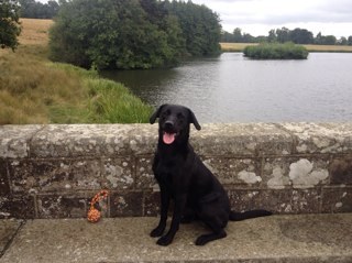 Married, 6 grandchildren, 2 German Pointers, 1 Labrador support Liverpool FC
