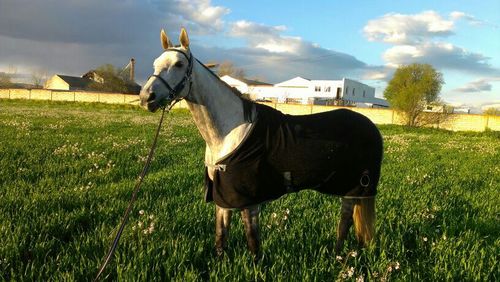 muixino's profile picture. 