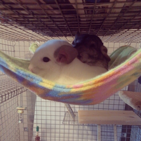 chinchillapair's profile picture. dedicated account to my two chinchillas and what they love.