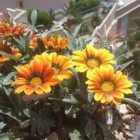 Pedro Dorta (@pdortaante) 's Twitter Profile