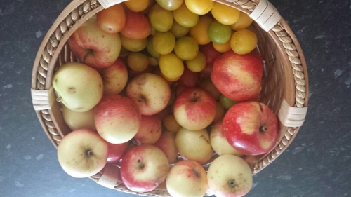 Why waste edible produce when you can share information here? Back to basics sustainability. Promoting planting of fruit trees etc in public places. Welcome.