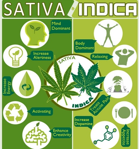 The Voice Of The Plants. 50% Marijuana Facts, 50% Other Plant Facts.