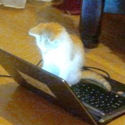 WowSuchAHN's profile picture. Team Another Hallucinated Name is an informal organization of programmers and world-changing people younger than Taylor Swift