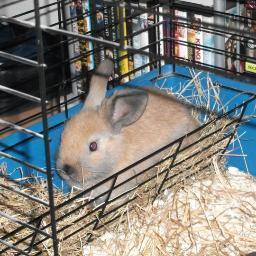 forgetmenots1's profile picture. 