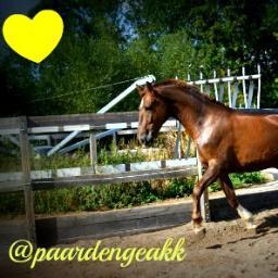 heee !!  dit account is voor de echte paarden gekken ! elke dag zal je tl vol staan met leuke plaatjes en teksten ! dus ik zeg VOLG !!:)