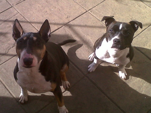 bigdunc1979's profile picture. Evertonian and animal lover.                                                     Liverpool