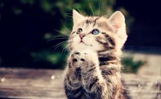 HarviPaneser's profile picture. 