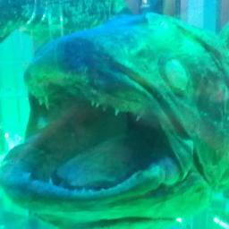やぶへびさんのプロフィール画像