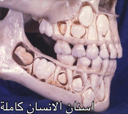 ابي اضعف