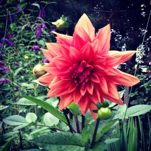 Perennial Flowers