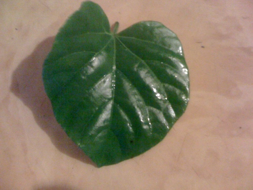 Plantas medicinales