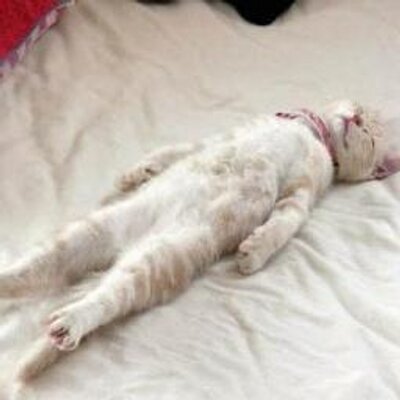 癒しの画像とどけます Iyashigazoubot Twitter 癒しの画像とどけます Iyashigazoubot Twitter