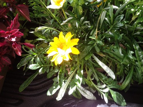 qkybart's profile picture. 