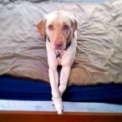 Woof.