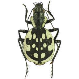 ESPM_Insects Profile Picture