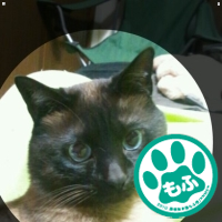 pontan_nyan's profile picture. ペットと呼ばれる動物たちの命と幸せに責任を持つことを宣言します！「FreePets～ペットと呼ばれる動物たちの生命を考える会」& nekomofu「Cat lovers without borders」シャム♂と暮らしてます。悲しみは力に、欲は慈しみに、怒りは知恵に導かれるべし。 -宮沢賢治-