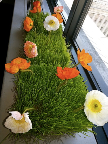 a fresh & new creative design company... just blooming now