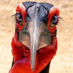 CetilEsteri's profile picture. Eu şi doar eu.