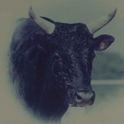 Fullblood Wagyu farmers in Victoria, Australia