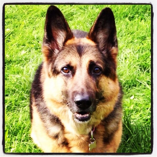 I'm  a german shepherd dog who has the ability to type.....troublesome sometimes with the old claws but I do ok.....follow me for some mutt inspired thoughts ;-