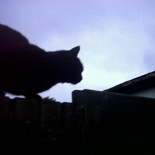 Neurodivergent. Fibro. Surviving life. Crazy cat lady.