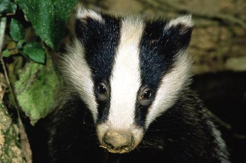 earthling. love #animals, #wildlife, #gyo #organic food, film + travel. environmentalist