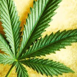 Keep it green, Cannabis was put on earth to help people. Few know the benefits, share the word, educate others to save the world. Legalize to save lives!!!