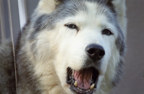 leafchip109's profile picture. 