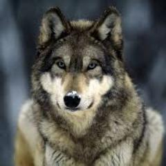 greywolves2's profile picture. I love grey wolves rock and all wolves rock
