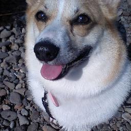 暇している50代の男性ですよ。アイコンは愛犬です。 フォローは大歓迎フォロー返します。http://t.co/NMRjcRqPdj