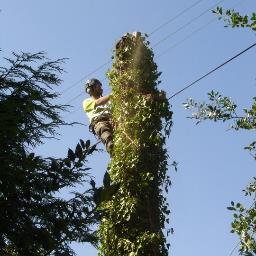 Contract Arborist in the NorthWest