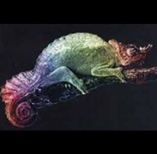 One_Petal's profile picture. 想让你看到 却也同时不想让你知道