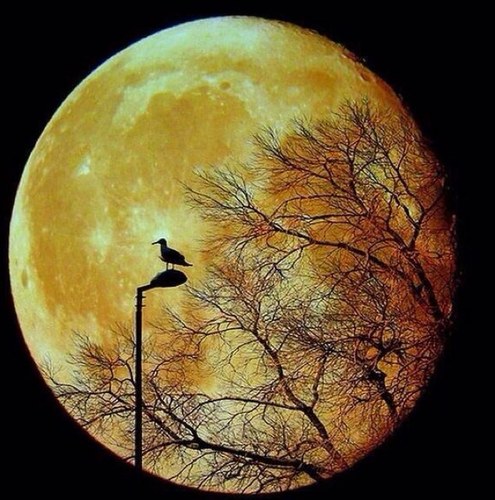 chubby331's profile picture. ً