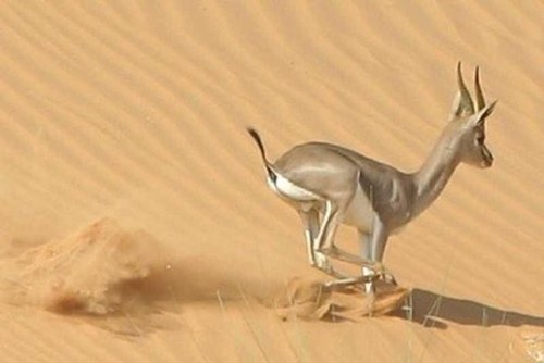 الله يعزالاسلام ويعز الوطن ويديم لنا دولتنا