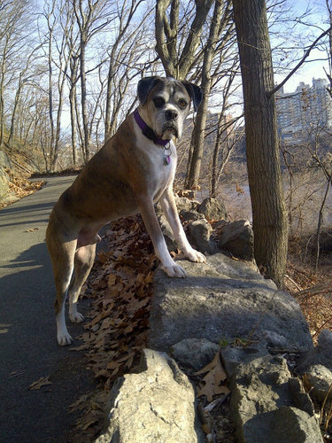 husband, lawyer (real estate,  commercial, and estate litigation), tree-hugger https://t.co/7Qm1r3gzPm dog owner, cyclist, loves NYC and rural America