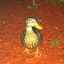 Colleen Pearson - @Colleen95029960 - Twitter