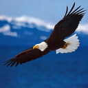 alsharif (@007alsharif007) Twitter