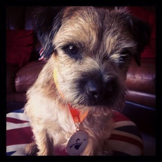 ScrambleSays's profile picture. I love to chase kayaks and sleep on feet......it's tough being a dog!