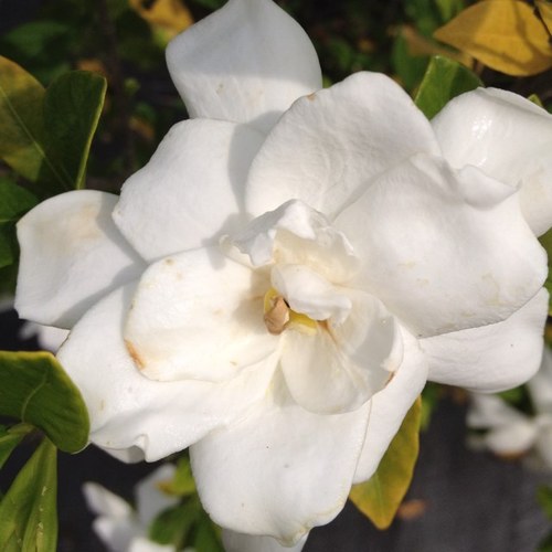 White gardenias my favorite flower and smell. I feel like heaven will smell like them at least i hope so.