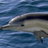 bridhalganesssp's profile image
