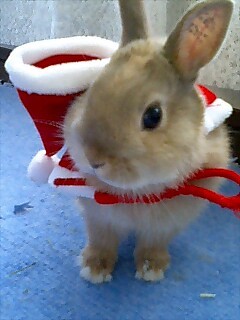 うさぎ、お馬さんが大好きです。うさぎ（ネザーランドドワーフ）飼ってます♪ お馬好きさん、うさぎ好きさん、その他いろいろぜひお友達になってください。
岩手競馬で息子が厩務員しています。
担当馬応援！岩手競馬応援！すべてのお馬さんが幸せに暮らせますように…｡
副業系エロ系アカウントはフォローせず速攻ブロック💢