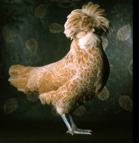 arandomchicken's profile picture. Have you seen my keys?