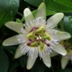 花や鳥が好きです。中華料理が大好きです。