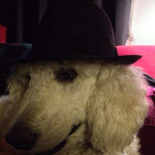 Atheist, Bibliophile, Poodle Fan, Horologist, History Lover, and Eno-phile.