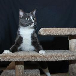 A kitty w/ neurological damage from toxic OTC flea & tick products & his peep. NOMasDay Everybudy! https://t.co/c66KvGfVJg   https://t.co/ZWq44zyTSS.  https://t.co/3fafxgXFPP